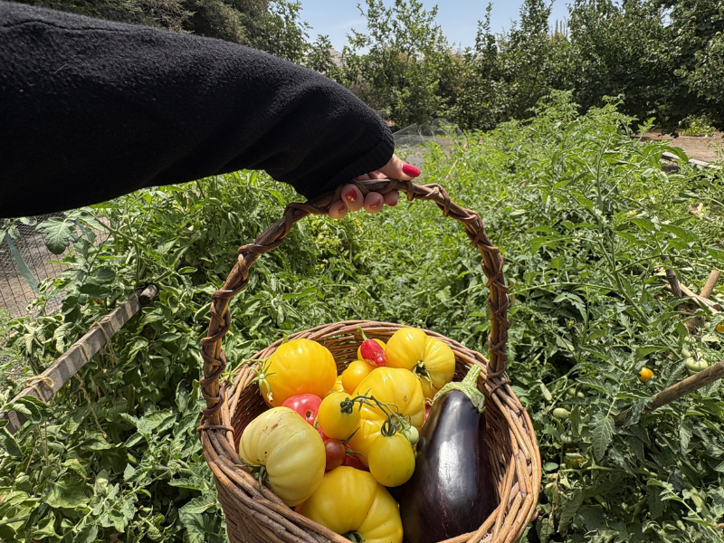 Primavera en la RM: Advierten sobre el impacto de suelos compactados y destacan al compost revalorizado como clave para la eficiencia hídrica